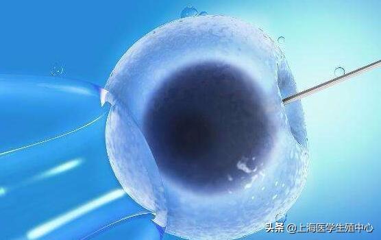 为什么囊胚移植的成功率会更高呢?