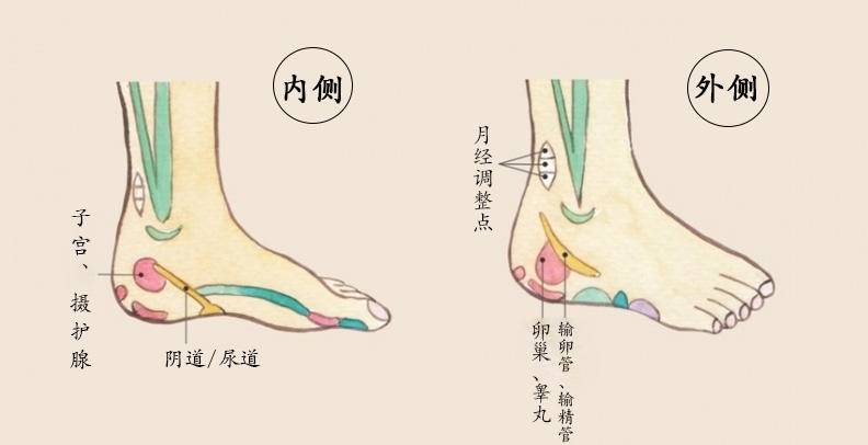 速解妇科问题！按推2穴位刺激「子宫卵巢反射区」