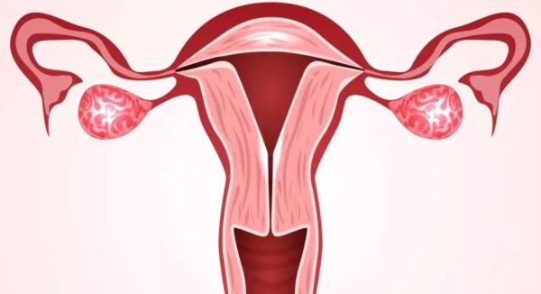 子宫环境对于试管胚胎着床率的影响有多大？