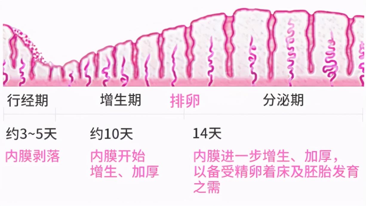 供卵代生-子宫内膜的三种形态：“A、B、C”分型，C型能移植吗？