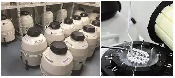 试管中介医院-全胚冷冻的应用和意义