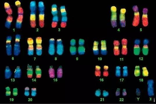 第三代试管婴儿高风险因素解析